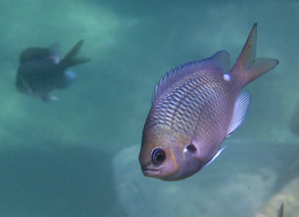 Chromis hypsilepis